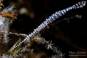 sawblade shrimp by Mona Dienhart 